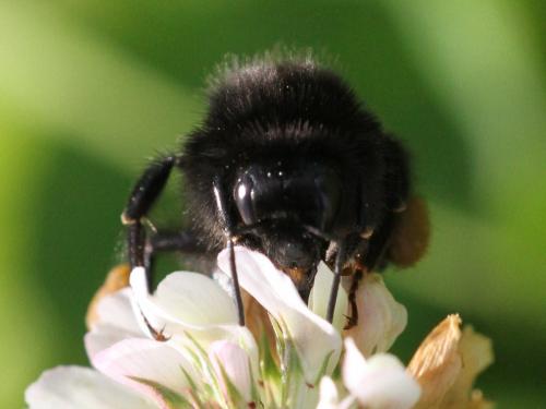 Bombus lapidarius